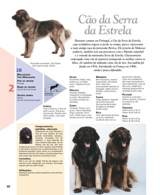 CABEÇA
Forte e volumosa. Crânio de
perfil convexo. Stop pouco
pronunciado. Maxilares bem
desenvolvidos. Cana nasal
alongada.
OLHOS
De tamanho médio, ovais,
prefere-se a cor âmbar
escuro. Pálpebras de orla
preta.
ORELHAS
Pequenas, delgadas,
triangulares, arredondadas
na ponta. São pendentes.
As orelhas cortadas são
admitidas.
CORPO
Compacto. Pescoço curto,
grosso. Peito arredondado,
largo e profundo. Dorso
curto. Lombo largo e curto.
Garupa um pouco inclinada.
MEMBROS
Bem musculosos, ossatura
desenvolvida, articulações
fortes. Patas nem
excessivamente redondas ou
alongadas. Dígitos grossos,
fechados. Unhas escuras,
pretas.
CAUDA
Longa, pendente, chegando
até à ponta do jarrete.
Bem guarnecida de pêlos
(franjada na variedade
de pêlo longo).
PÊLO
Forte, ligeiramente grosseiro,
um pouco semelhante
ao pêlo de cabra, liso ou
ligeiramente ondulado.
Existe uma variedade de
pêlo longo (praticamente a
única atualmente) e uma de
pêlo curto. Subpêlo fino,
sobretudo desenvolvido na
variedade de pêlo longo.
PELAGEM
Somente as cores fulvo,
lobeiro e amarelo, unicolores
ou multicolores são
admitidas.
TAMANHO
Macho: de 65 a 72 cm.
Fêmea: de 62 a 68 cm.
PESO
Macho: de 40 a 50 kg.
Fêmea: de 30 a 40 kg.
Temperamento,
aptidões, educação
Imponente em suas atitudes e
vivo em suas reações, de uma
grande rusticidade, enérgico,
corajoso. Guardião fiel do
rebanho, o qual defende de
uma maneira obstinada, cão de
defesa, cão de tiro. Seu faro
excepcional torna-o um bom caçador. Desconfiado
e até mesmo temível com os desconhecidos, é um
excelente guardião. Dócil, calmo, é o companheiro
ideal para a família. Ele requer uma educação firme
mas suave logo durante os primeiros anos.
Conselhos
Não é um cão da cidade. Precisa de espaço e de
exercício para despender sua energia. Escovação
regular para seu pêlo longo.
Utilizações
Pastoreio, guarda, auxiliar da polícia ou do exército,
companhia.
Molossóide convexilíneo. Tipo Mastim.
Bem proporcionado. Rústico
Cão da Serra
da Estrela
Bastante comum em Portugal, o Cão da Serra da Estrela,
cuja verdadeira origem se perde no tempo, parece representar
a mais antiga raça da península Ibérica. Ele provém de Molossos
asiáticos, também tem um parentesco com o Mastim espanhol
e é oriundo da montanha Serra da Estrela. Classicamente
empregado como cão de pastoreio protegendo as ovelhas contra os
lobos, ele também foi utilizado como cão de tiro. Seu padrão foi
fixado em 1934. Introduzido na França em 1986,
ainda é pouco difundido.
86
2
2B
MOLOSSÓIDE
TIPO MONTANHÊS
PAÍS DE ORIGEM
Portugal
NOME DE ORIGEM
Cão da Serra da Estrela
OUTROS NOMES
Estrela,
Cão de montanha português
Raças grandes
de 25 a 45 kg
 