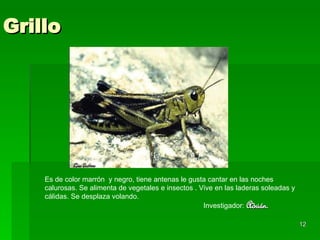 Grillo Es de color marrón  y negro, tiene antenas le gusta cantar en las noches   calurosas. Se alimenta de vegetales e insectos . Vive en las laderas soleadas y cálidas. Se desplaza volando. Investigador:   Adrián. 