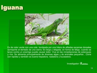 Iguana Es de color verde con una cola  bordeada por una hilera de afiladas escamas  dorsales  semejante al dentado de una sierra. Es larga y delgada, en forma de látigo, cuando se lanza contra un enemigo puede causar dolor. Vive en las inmediaciones de estanques y ríos. Se alimenta principalmente de diversas algas y de animales pequeños . Corre con rapidez y también es buena trepadora, nadadora y buceadora.  Investigador:  Romina. 
