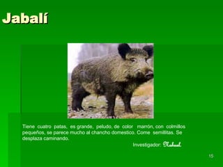 Jabalí Tiene  cuatro  patas,  es grande,  peludo, de  color  marrón, con  colmillos  pequeños, se parece mucho al chancho domestico. Come  semillitas. Se desplaza caminando.  Investigador:   Nahuel. 