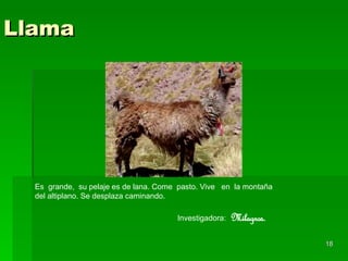 Llama Es  grande,  su pelaje es de lana .  Come  pasto. Vive  en  la montaña del altiplano. Se desplaza caminando. Investigadora:   Milagros. 