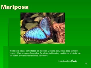 Mariposa Tiene seis patas, como todos los insectos y cuatro alas, dos a cada lado del cuerpo. Vive en áreas forestales. Se alimenta libando y  sorbiendo el néctar de las flores. Son los insectos más voladores. Investigadora: Paula. 