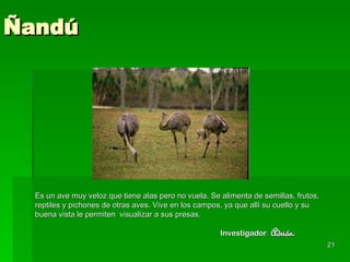 Ñandú Es un ave muy veloz que tiene alas pero no vuela. Se alimenta de semillas, frutos, reptiles y pichones de otras aves. Vive en los campos, ya que allí su cuello y su buena vista le permiten  visualizar a sus presas. Investigador :  Adrián. 