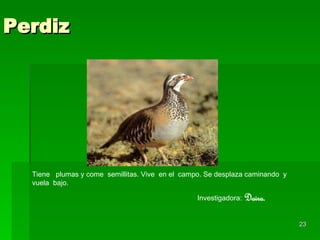 Perdiz Tiene  plumas y come  semillitas. Vive  en el  campo. Se desplaza caminando  y  vuela  bajo. Investigadora:   Daira. 