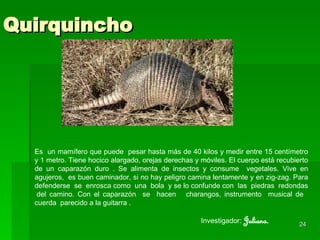 Quirquincho Es  un mamífero que puede  pesar hasta más de 40 kilos y medir entre 15 centímetro y 1 metro. Tiene hocico alargado, orejas derechas y móviles. El cuerpo está recubierto de un caparazón duro . Se alimenta de insectos y consume  vegetales. Vive en agujeros,  es buen caminador, si no hay peligro camina lentamente y en zig-zag. Para defenderse  se  enrosca como  una  bola  y se lo confunde con  las  piedras  redondas  del camino. Con el caparazón  se  hacen  charangos, instrumento  musical de  cuerda  parecido a la guitarra  . Investigador:  Juliana. 