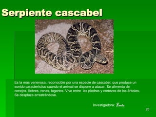Serpiente cascabel Es la más venenosa, reconocible por una especie de cascabel, que produce un sonido característico cuando el animal se dispone a atacar. Se alimenta de conejos, liebres, ranas, lagartos. Vive entre  las piedras y cortezas de los árboles. Se desplaza arrastrándose. Investigadora:  Lucía 
