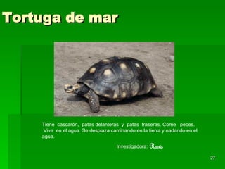 Tortuga de mar Tiene  cascarón,  patas delanteras  y  patas  traseras. Come  peces. Vive  en el agua. Se desplaza caminando en la tierra y nadando en el agua. Investigadora:   Rocío 