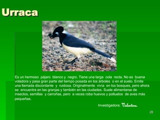 Urraca Es un hermoso  pájaro  blanco y  negro. Tiene una larga  cola  recta. No es  buena voladora y pasa gran parte del tiempo posada en los árboles  o en el suelo. Emite una llamada discordante  y  ruidosa. Originalmente  vivía  en los bosques, pero ahora se  encuentra en las granjas y también en las ciudades. Suele alimentarse de insectos, semillas  y carroñas, pero  a veces roba huevos y polluelos  de aves más pequeñas .  Investigadora:  Valentina. 