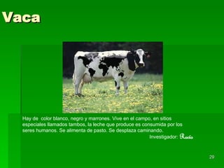 Vaca Hay de  color blanco, negro y marrones. Vive en el campo, en sitios especiales llamados tambos, la leche que produce es consumida por los seres humanos. Se alimenta de pasto. Se desplaza caminando. Investigador:   Rocío 