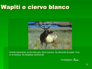 Wapití o ciervo blanco Animal imponente; es de color gris, tiene cuernos. Se alimenta de pasto. Vive en el bosque. Se desplaza caminando. Investigador:  Lucia. 