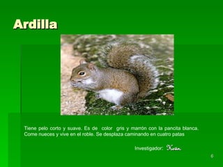 Ardilla  Tiene pelo corto y suave. Es de  color  gris y marrón con la pancita blanca.  Come nueces y vive en el roble. Se desplaza caminando en cuatro patas Investigador :  Kevin.  