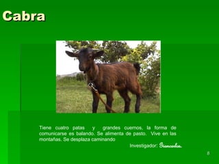 Cabra Tiene cuatro patas  y  grandes cuernos, la forma de comunicarse es balando .  Se alimenta de pasto.  Vive en las montañas. Se desplaza caminando Investigador :  Giancarlos.  