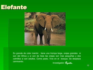 Elefante Es grande de color marrón , tiene una trompa larga, orejas grandes   si son   del África y si son de Asia las orejas son mas pequeñas   y dos colmillos si son adultos. Come pasto. Vive en el  bosque. Se desplaza caminando.  Investigador:   Agustín. 