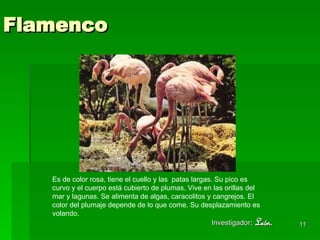 Flamenco Es de color rosa, tiene el cuello y las  patas largas. Su pico es curvo y el cuerpo está cubierto de plumas. Vive en las orillas del mar y lagunas. Se alimenta de algas, caracolitos y cangrejos. El color del plumaje depende de lo que come. Su desplazamiento es  volando. Investigador :   León.  