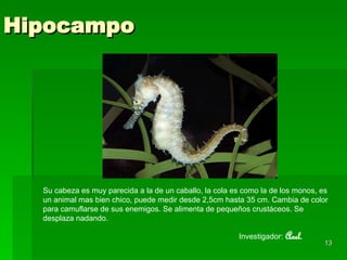 Hipocampo Su cabeza es muy parecida a la de un caballo, la cola es como la de los monos, es un animal mas bien chico, puede medir desde 2,5cm hasta 35 cm. Cambia de color para camuflarse de sus enemigos. Se alimenta de pequeños crustáceos. Se desplaza nadando. Investigador:   Axel. 