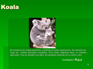 Koala Se destacan las orejas pequeñas, cubiertas de pelos larguísimos. Se alimenta de  hojas de  árboles llamados eucaliptos. Para poder digerirlas tiene un intestino adecuado. Vive en árboles muy altos. Se desplaza saltando de un árbol a otro.  Investigador:  Nahuel. 
