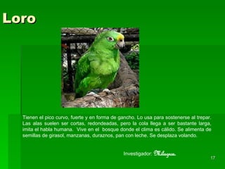 Loro Tienen el pico curvo, fuerte y en forma de gancho. Lo usa para sostenerse al trepar. Las alas suelen ser cortas, redondeadas, pero la cola llega a ser bastante larga, imita el habla humana.  Vive en el  bosque donde el clima es cálido. Se alimenta de semillas de girasol, manzanas, duraznos, pan con leche. Se desplaza volando. Investigador:  Milagros. 