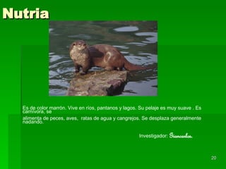 Nutria Es de color marrón. Vive en ríos, pantanos y lagos. Su pelaje es muy suave   . Es carnívora, se  alimenta de peces, aves,  ratas de agua y cangrejos. Se desplaza generalmente nadando. Investigador:  Giancarlos. 