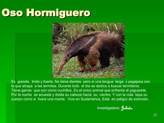 Oso Hormiguero Es  grande,  lindo y fuerte. No tiene dientes  pero sí una lengua  larga  y pegajosa con la que atrapa  a las termitas. Durante todo  el día se dedica a buscar termiteros. Tiene garras  que son como cuchillos. Es el único animal que enfrenta al yaguareté.  Por la noche  se acuesta y dobla su cabeza hacia  su  vientre. Y con la cola  tapa su cuerpo como si  fuera una manta.  Vive en Sudamérica. Está  en peligro de extinción. Investigadora:   Julieta. 