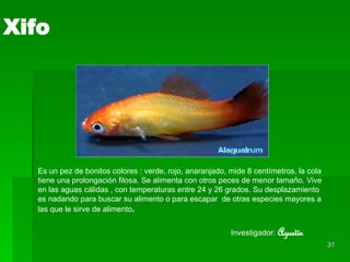 Xifo Es un pez de bonitos colores : verde, rojo, anaranjado, mide 8 centímetros, la cola tiene una prolongación filosa. Se alimenta con otros peces de menor tamaño. Vive en las aguas cálidas , con temperaturas entre 24 y 26 grados. Su desplazamiento es nadando para buscar su alimento o para escapar  de otras especies mayores a las que le sirve de alimento . Investigador:   Agustín 