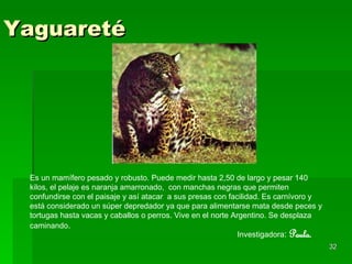 Yaguareté Es un mamífero pesado y robusto. Puede medir hasta 2,50 de largo y pesar 140 kilos, el pelaje es naranja amarronado,  con manchas negras que permiten confundirse con el paisaje y así atacar  a sus presas con facilidad. Es carnívoro y está considerado un súper depredador ya que para alimentarse mata desde peces y tortugas hasta vacas y caballos o perros. Vive en el norte Argentino. Se desplaza caminando . Investigadora :  Paula. 