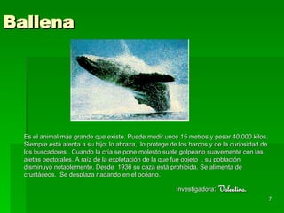 Ballena Es el animal más grande que existe. Puede medir unos 15 metros y pesar 40.000 kilos. Siempre está atenta a su hijo; lo abraza,  lo protege de los barcos y de la curiosidad de los buscadores . Cuando la cría se pone molesto suele golpearlo suavemente con las aletas pectorales. A raíz de la explotación de la que fue objeto  , su población disminuyó notablemente. Desde  1936 su caza está prohibida. Se alimenta de  crustáceos.  Se desplaza nadando en el océano. Investigadora :   Valentina. 