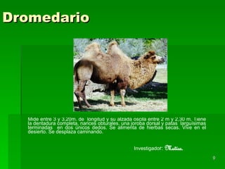 Dromedario Mide entre 3 y 3,20m. de  longitud y su alzada oscila entre 2 m y 2,30 m. Tiene la dentadura completa, narices obturales, una joroba dorsal y patas  larguísimas terminadas  en dos únicos dedos. Se alimenta de hierbas secas. Vive en el desierto. Se desplaza caminando. Investigado r:  Matías. 