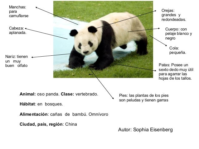 El Oso Panda Es Vertebrado O Invertebrado