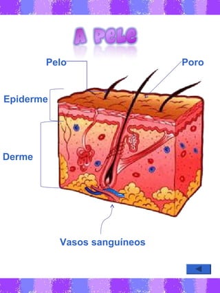 Epiderme
Derme
Vasos sanguíneos
Pelo Poro
 