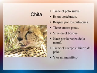 Chita
● Tiene el pelo suave.
● Es un vertebrado.
● Respira por los pulmones.
● Tiene cuatro patas.
● Vive en el bosque
● Nace por la panza de la
mamá.
● Tiene el cuerpo cubierto de
pelo.
● Y es un mamífero