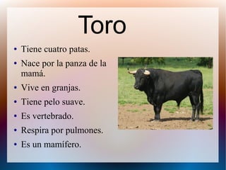 ● Tiene cuatro patas.
● Nace por la panza de la
mamá.
● Vive en granjas.
● Tiene pelo suave.
● Es vertebrado.
● Respira por pulmones.
● Es un mamífero.
Toro