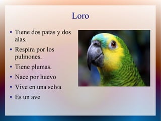 Loro
● Tiene dos patas y dos
alas.
● Respira por los
pulmones.
● Tiene plumas.
● Nace por huevo
● Vive en una selva
● Es un ave