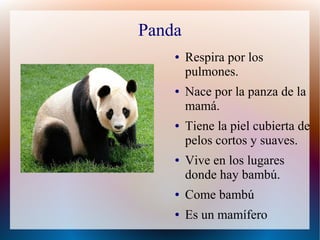 Panda
● Respira por los
pulmones.
● Nace por la panza de la
mamá.
● Tiene la piel cubierta de
pelos cortos y suaves.
● Vive en los lugares
donde hay bambú.
● Come bambú
● Es un mamífero