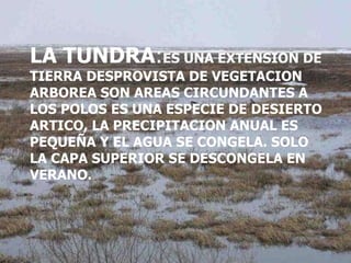 LA TUNDRA : ES UNA EXTENSION DE TIERRA DESPROVISTA DE VEGETACION ARBOREA SON AREAS CIRCUNDANTES A LOS POLOS ES UNA ESPECIE DE DESIERTO ARTICO, LA PRECIPITACION ANUAL ES PEQUEÑA Y EL AGUA SE CONGELA. SOLO LA CAPA SUPERIOR SE DESCONGELA EN VERANO. 