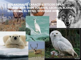 LOS ANIMALES CARACTERISTICOS DE LA TUNDRA SON OSOS POLARES, LECHUZA BLANCA, EL CARIBÚ, EL RENO, DIVERSAS AVES. 