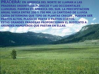 PRADERA:  EN   AMERICA DEL NORTE SE LLAMAN A LAS PRADERAS ORIENTALES PLANICIE Y LAS OCCIDENTALES LLANURAS. PAMPAS EN AMERICA DEL SUR. LA PRECIPITACION ANUAL VARIA ENTRE 250 Y 750 MM. LA CANTIDAD DE LLUVIA CAIDA DETERMINA QUE TIPO DE PLANTAS CRECEN , PUEDEN SER PASTOS ALTOS, PLANICIE MIXTA O PASTOS CORTOS. ESTAS GRANDES PRADERAS PROPORCIONAN EL SUSTENTO A GRANDES MAMIFEROS QUE PASTAN EN ELLAS. 