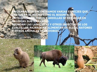 EN LA PRADERA ENCONTRAMOS VARIAS ESPECIES QUE PASTAN EN EL MISMO COMO EL BISONTE, LOS ANTILOPES. LOS TOPOS Y ARDILLAS SE REFUGIAN EN GALERIAS SUBTERRANEAS. ABUNDAN LAS LANGOSTAS Y OTROS INSECTOS DE LOS CUALES LOS PAJAROS SE ALIMENTAN DE ELLOS, RATONES Y OTROS ANIMALES HERBIVOROS. 