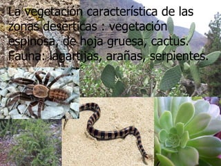 La vegetación característica de las zonas desérticas : vegetación espinosa, de hoja gruesa, cactus. Fauna: lagartijas, arañas, serpientes. 