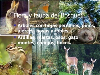 Flora y fauna del Bosque: Árboles con hojas perennes, pinos, alerces, hoyas y robles. Ardillas, martas, osos, gato montes, conejos, linces. 