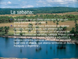 La sabana: Se desarrolla en un clima calido/semi árido con precipitaciones estacionales. En América hay  tres tipos diferentes de sabana: cerrados, chaco y llanos. Los primeros son formaciones que se extienden por el altiplano de Brasil,  ecosistemas variados, campos limpios (zonas de pastos), campos sucios (árboles y arbustos) y campos cerrados (sabanas leñosas). En segundo lugar está el  chaco , que abarca territorios en Bolivia, Paraguay y Argentina . 