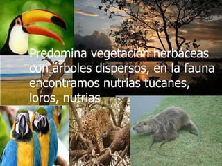 Predomina vegetación herbáceas con árboles dispersos, en la fauna encontramos nutrias tucanes, loros, nutrias 