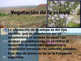 Vegetación de la estepa La vegetación de la estepa es del tipo xerófilo, que se caracteriza por su adaptación a la escasez de agua. Las escasas precipitaciones no permiten el desarrollo de pasturas; predomina la vegetación herbácea con arbustos aislados. Este tipo de bioma se da en la Patagonia argentina.   