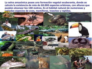La selva amazónica posee una formación vegetal exuberante, donde se calcula la existencia de más de 60.000 especies arbóreas, con alturas que pueden alcanzar los 100 metros. Es el hábitat natural de numerosas y variadas especies de aves, mamíferos, insectos y reptiles.  