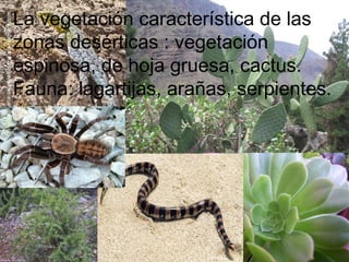 La vegetación característica de las
zonas desérticas : vegetación
espinosa, de hoja gruesa, cactus.
Fauna: lagartijas, arañas, serpientes.
 