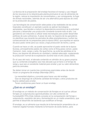La técnica de la preparación del ensilaje favorece el manejo y uso integral
de los recursos en la relaciónsuelo-planta,promueve el uso de alimentos de
la región, reduce la importación de concentrados y, por consiguiente, la fuga
de divisas nacionales, además de ser una alternativa para épocas de crisis
en la producción de pastos.
Las tecnologías de conservación adecuadas a las realidades de las zonas
tropicales constituyen un ejemplo cuando se aplican tecnologías
apropiadas, que tienden a reducir la dependencia económica de la actividad
pecuaria y desarrollar una producción constante durante todo el año. Los
ganaderos son inducidos a utilizar estas tecnologías para poder desarrollar
políticas de auto suficiencia. A pesar de esto, la mayoría de los ganaderos
no planifican que durante los períodos de altas precipitaciones y sufren las
consecuencias de no prepararse para la época difícil, que expresa en epoca
de poco pasto verde para sus vacas y baja producción de leche y carne.
Cuando se hace un silo, se puede aprovechar el pasto verde de la época
lluviosa, principalmente pastos de cortes como el King grass común, pasto
Camerún, maíz, sorgo y caña. De igual forma, se evita las pérdidas en la
finca y se dispone de alimento en cantidad y calidad adecuado, sosteniendo
la producción normal de la explotación durante todo el año (Sosa 2005).
En el caso del maíz, el elevado contenido en almidón de su grano propicia
que su contenido energético sea más elevado que el heno o el forraje de
sorgo y que sea un excelente material para ensilar y por su valor alimenticio
para los animales.
Se deben tomar en cuenta tres condiciones esenciales antes de decidir
iniciar un programa de ensilaje (Mannetje 2001).
La necesidad objetiva y concreta para hacer uso del ensilaje.
Que se disponga de suficiente cantidad de forrajes u otros productos de
buena calidad para ensilar.
Tener condiciones para hacer un buen ensilaje.
¿Qué es un ensilaje?
El ensilaje es un método de conservación de forrajes en el cual se utilizan
forrajes y/o subproductos agroindustriales con alto contenido de
humedad(60-70%).Este método consiste en la compactación del forraje o
subproducto, expulsión del aire y fermentación en un medio anaeróbico, que
permite el desarrollo de bacterias que acidifican el forraje.
El ensilaje, es un alimento que resulta de la fermentación anaeróbica de un
material vegetal húmedo mediante la formación de ácido láctico, para
 