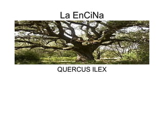 La EnCiNa




QUERCUS ILEX
 