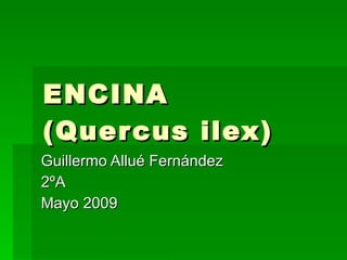 ENCINA (Quercus ilex) Guillermo Allué Fernández 2ºA Mayo 2009 