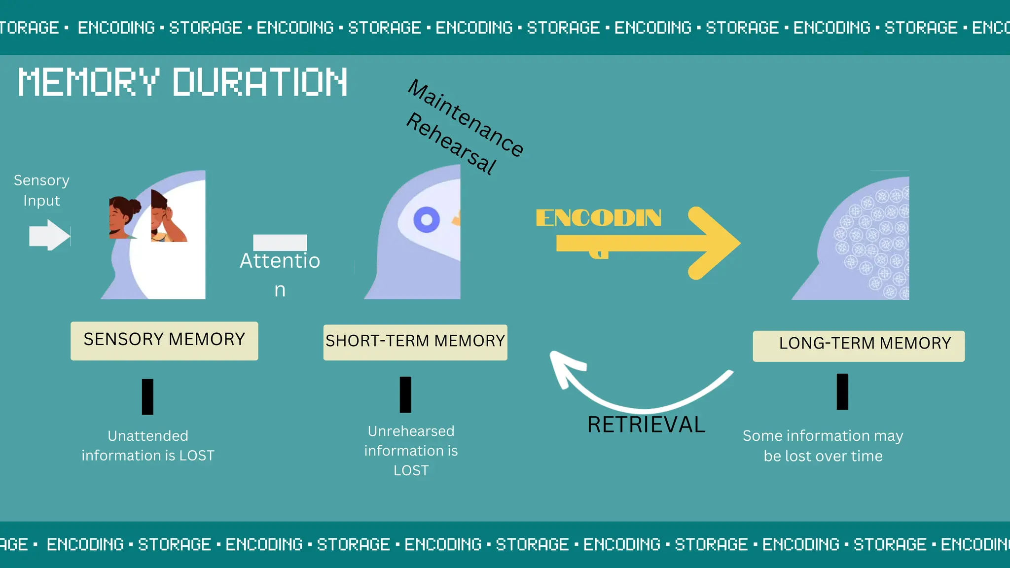Unrehearsed
information is
LOST
SENSORY MEMORY SHORT-TERM MEMORY LONG-TERM MEMORY
Sensory
Input
Unattended
information is LOST
Attentio
n
Some information may
be lost over time
RETRIEVAL
ENCODIN
G
 