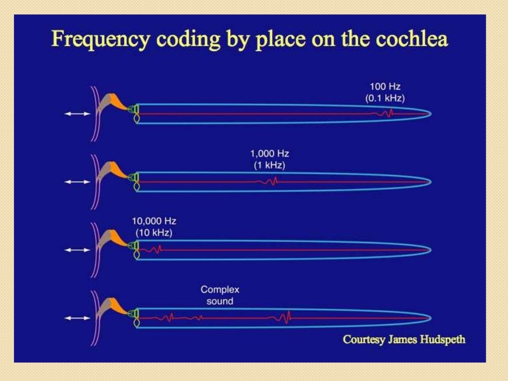 Encoding of frequency and volley theory