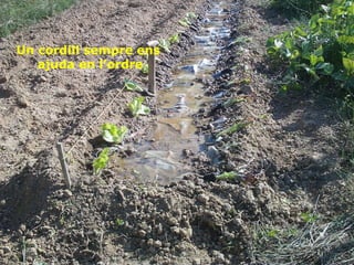 Un cordill sempre ens ajuda en l’ordre 